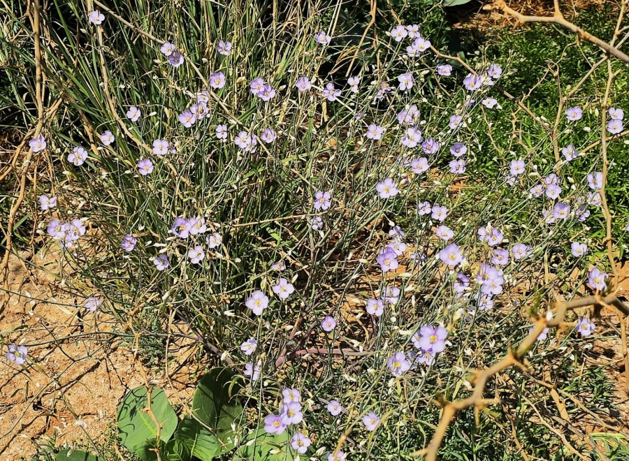 Commercial Property for Sale in Kenhardt Northern Cape